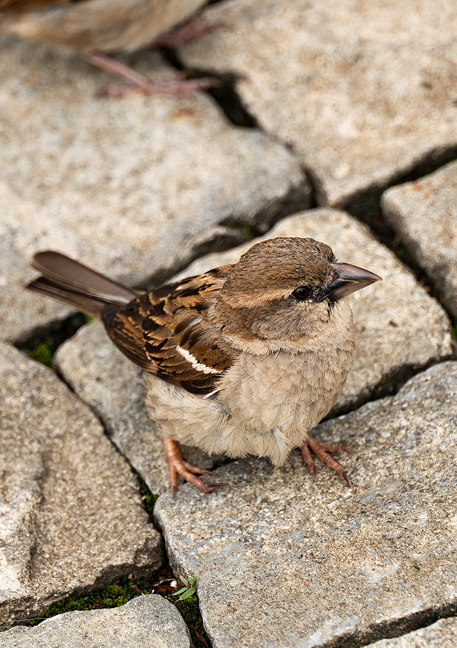 Bern Ost 4. Liga Unihockey